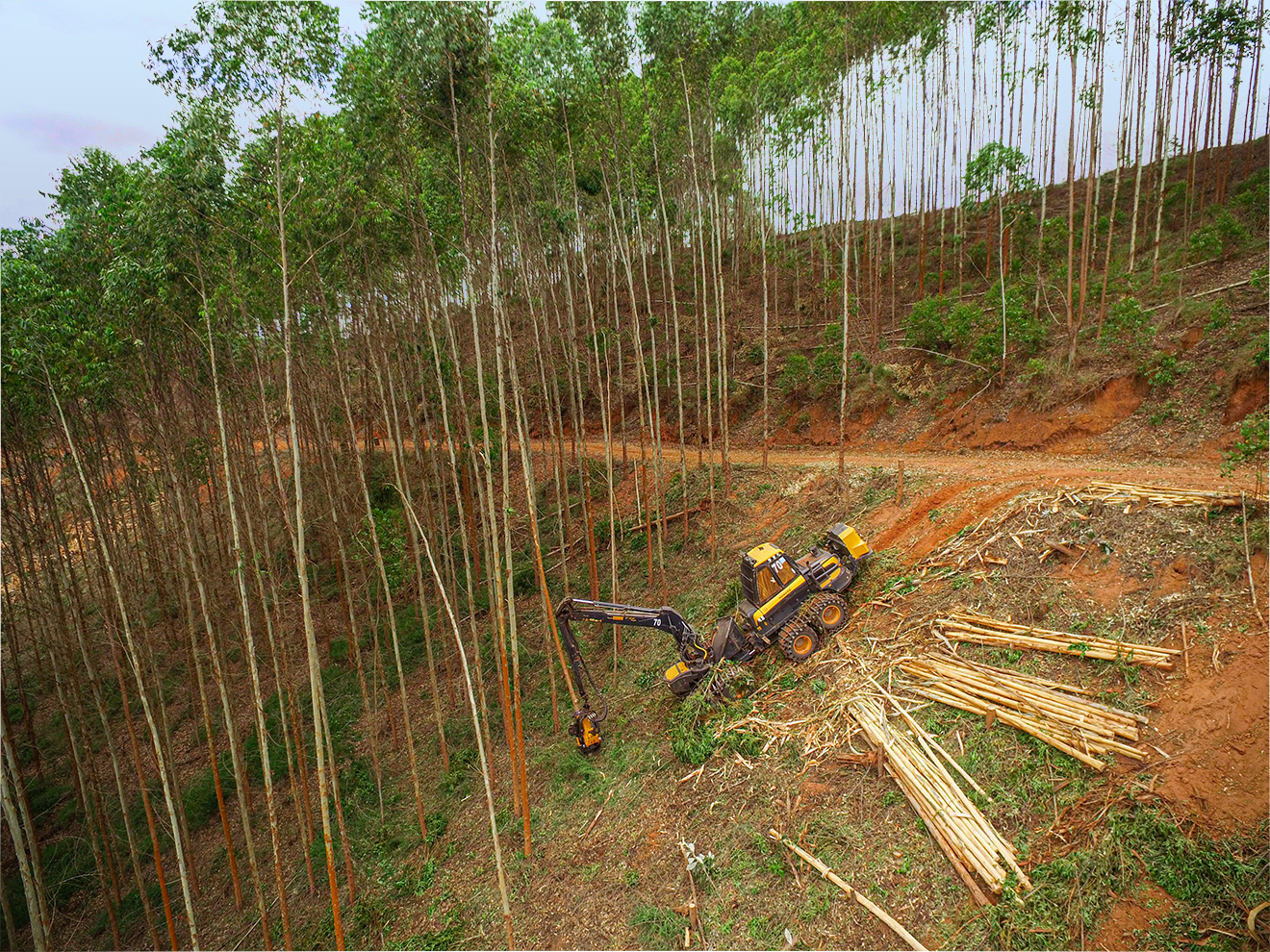 Treinamento de alto nível - Blog - Kolecti Recursos Florestais
